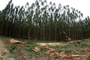 Leia mais sobre o artigo Eucalipto domina dois terços das florestas plantadas no Brasil