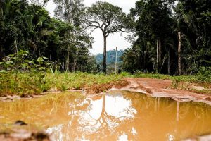 Leia mais sobre o artigo Código Florestal pode tirar proteção de 15 milhões de hectares da Floresta Amazônica