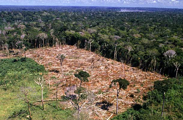 Leia mais sobre o artigo O Desastre ambiental chamado Bolsonaro