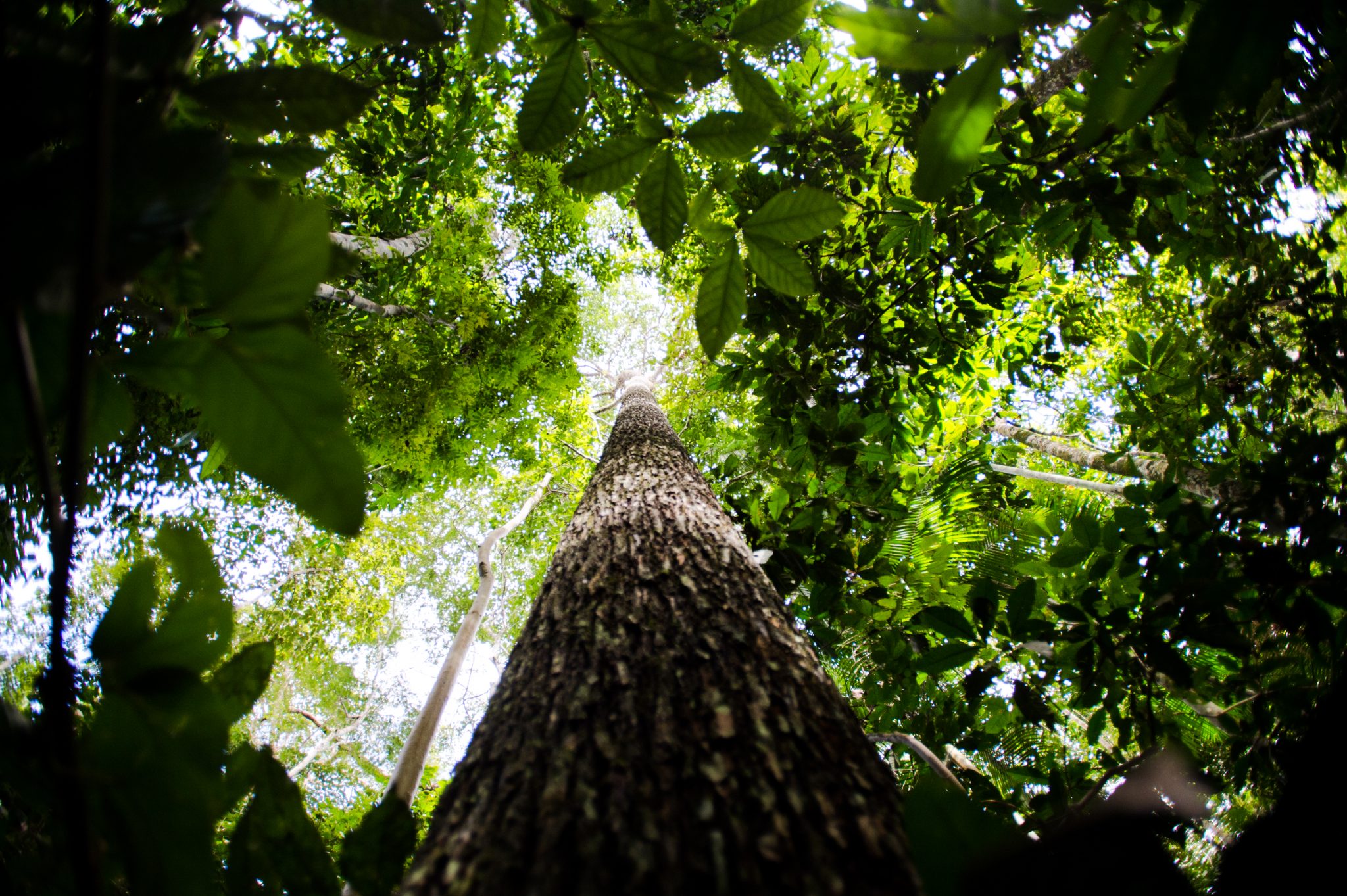Leia mais sobre o artigo COP-25: Entidades pedem que Brasil recuse inclusão de florestas no mercado de carbono